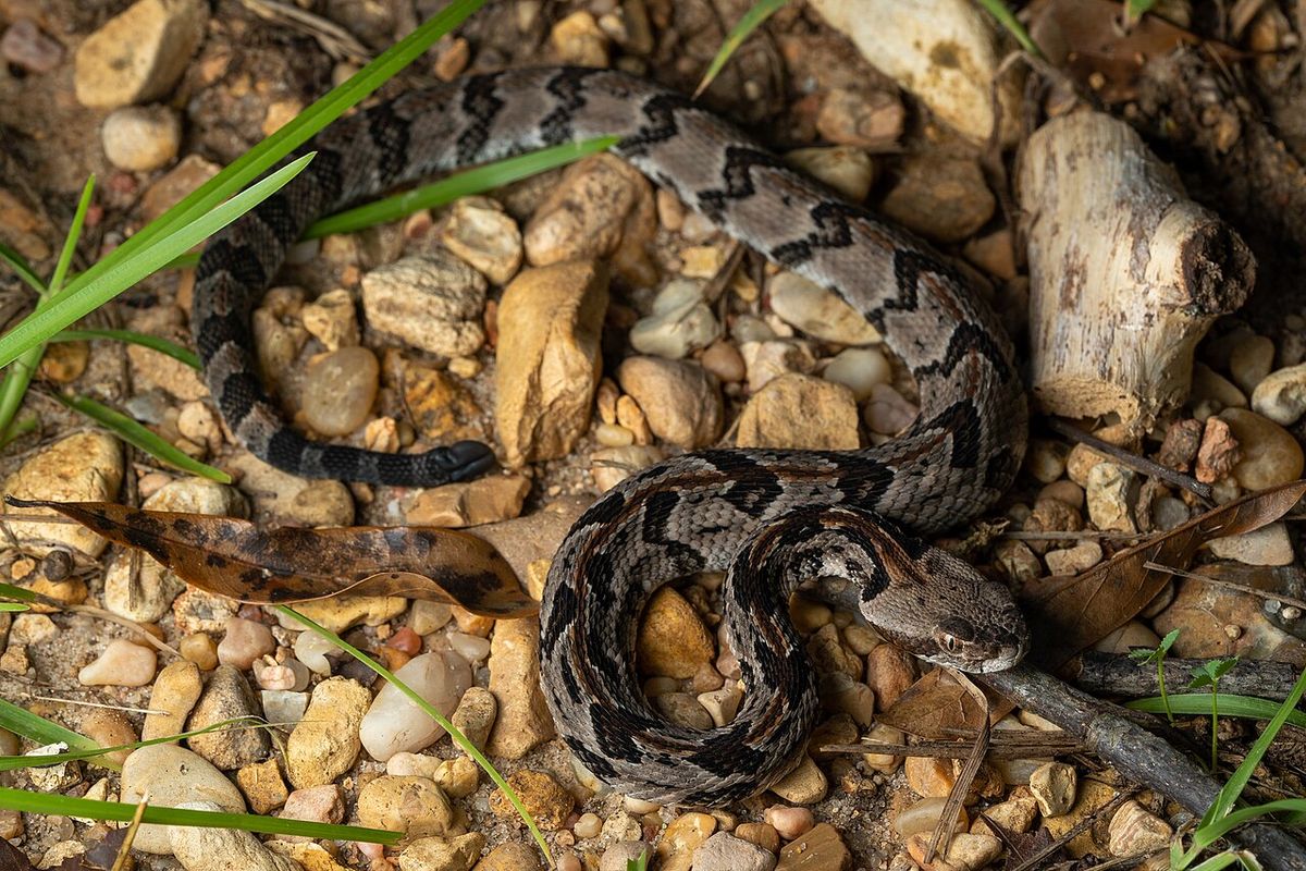 A timber rattlesnake coiled on pale gravel
