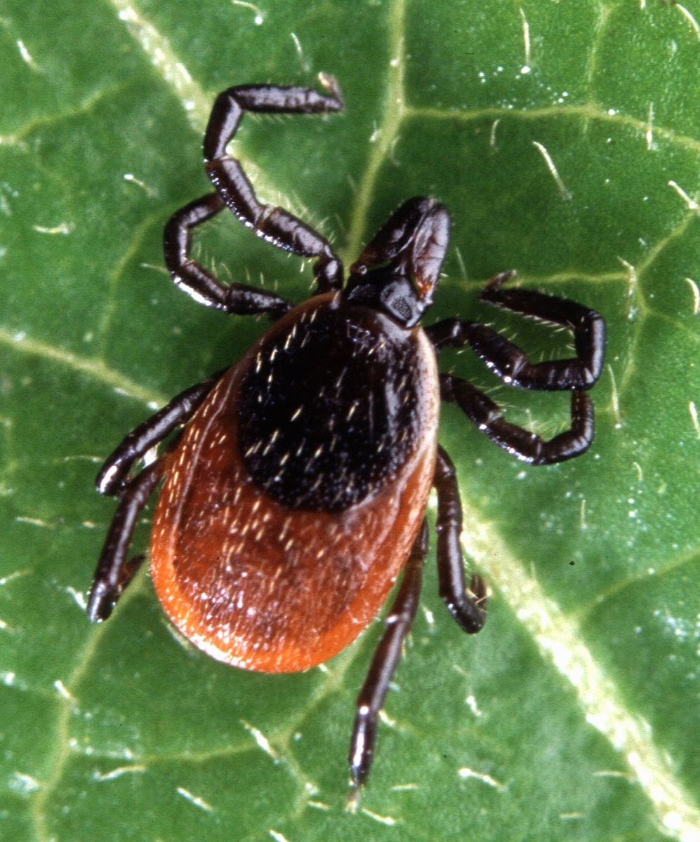 An adult deer tick with a red-brown body on a green leaf