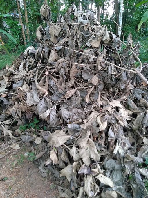 A deep pile of dry brown leaves