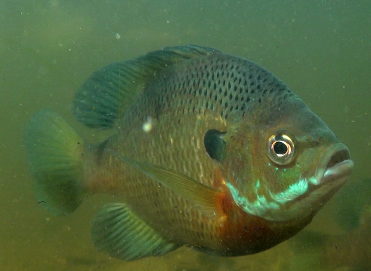 A bluegill sunfish in clear water