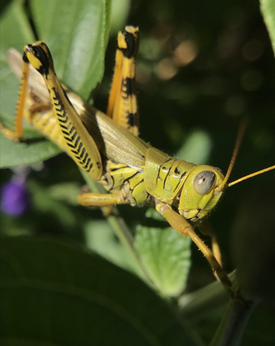 A grasshopper on a leaf