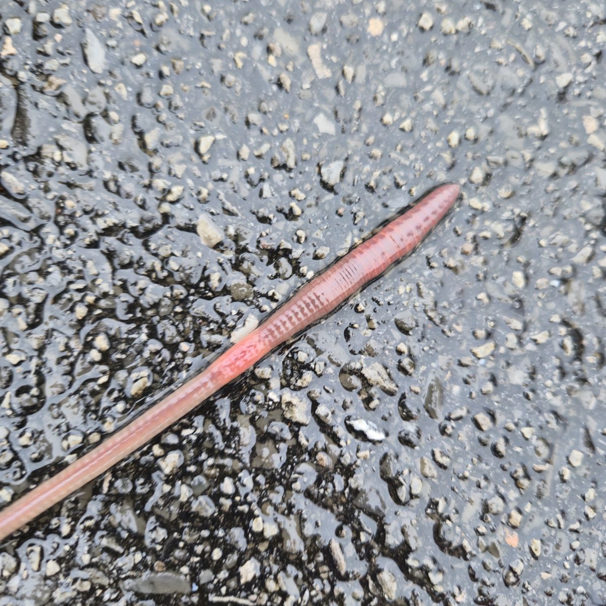A nightcrawler worm on pavement