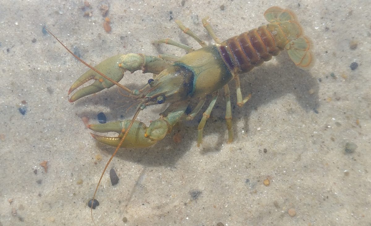 A crayfish in shallow water