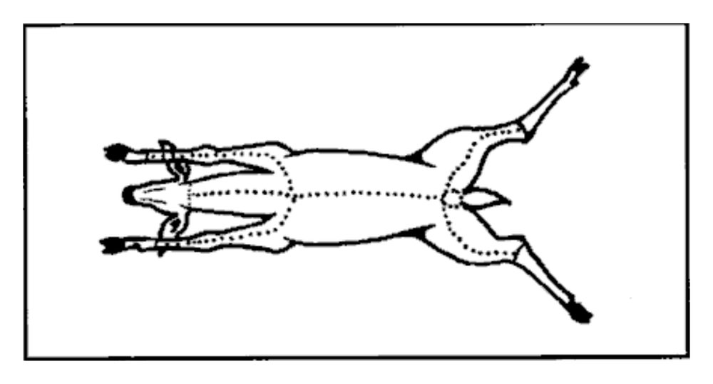 Drawing of the cuts for skinning a large animal