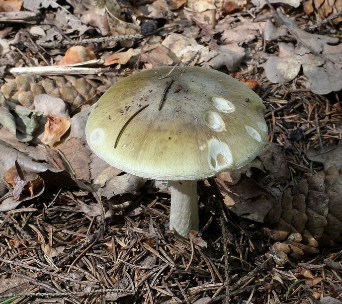 A pale greenish death cap mushroom on the forest floor