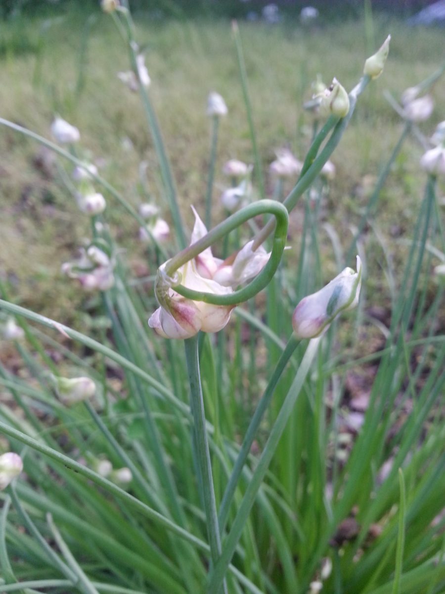 Wild onion leaves and flowers