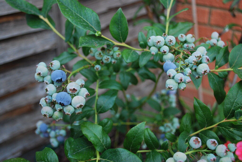 A blueberry bush with clusters of berries, some still green and some turning blue