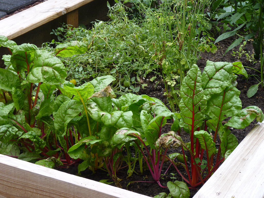A wooden raised bed full of Swiss chard and greens