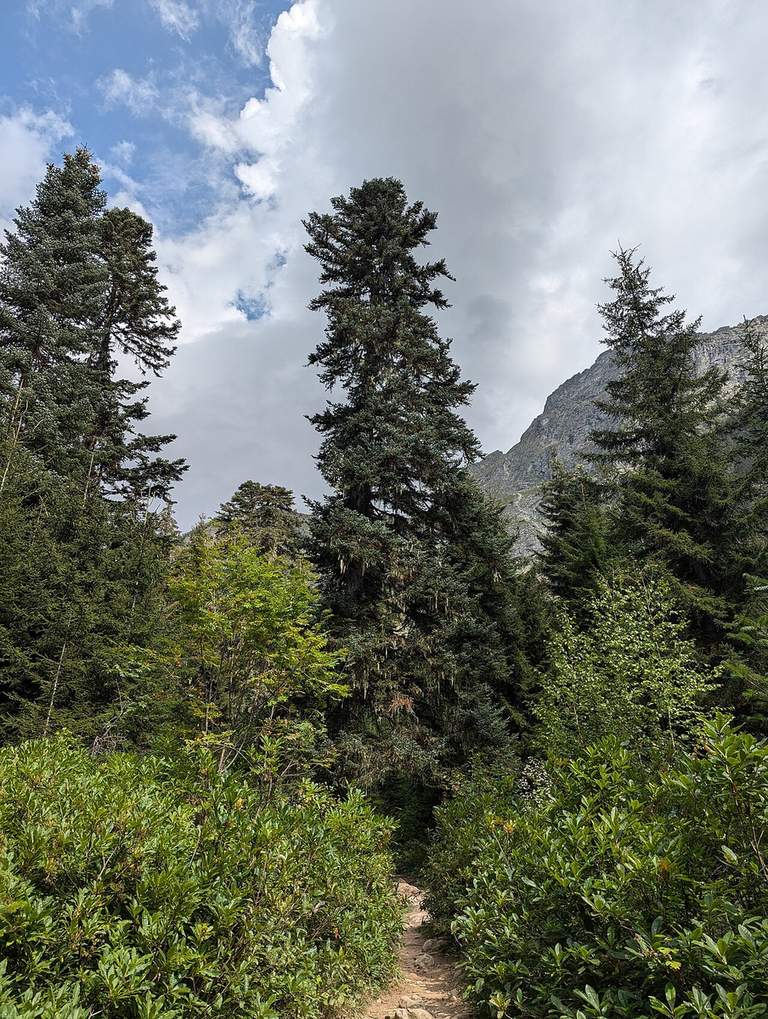 A footpath through evergreen forest with mountains ahead