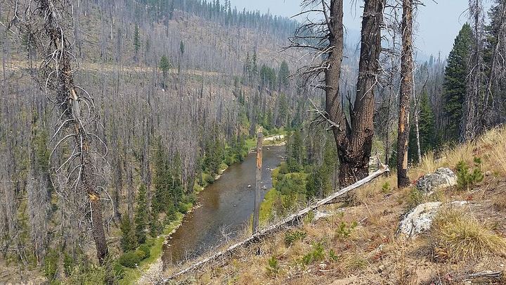 Standing dead trees on a burned hillside above a river