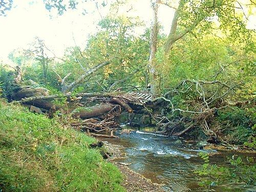 Flood debris and fallen trees piled along a small creek