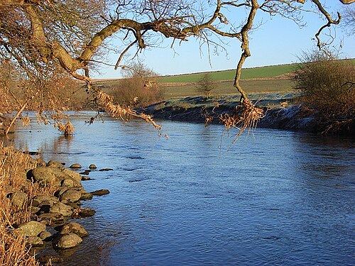 Dry grass and debris caught in tree branches above a river