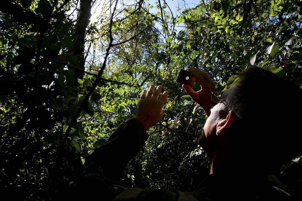 A man under a tree holding a signal mirror up and sighting at an aircraft
