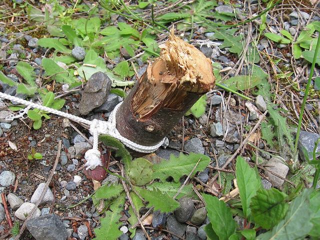 A sharpened wooden stake in the ground holding a cord