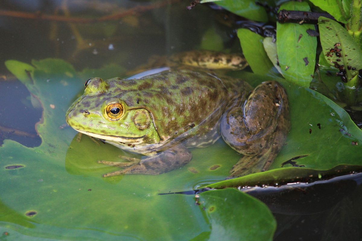 An American bullfrog at the water edge