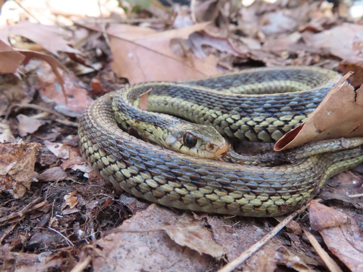 A garter snake in dead leaves