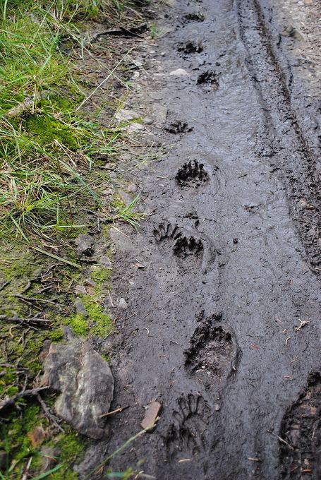 A line of raccoon footprints in mud along a path