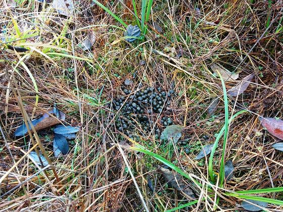 A small pile of dark deer droppings (pellets) in grass