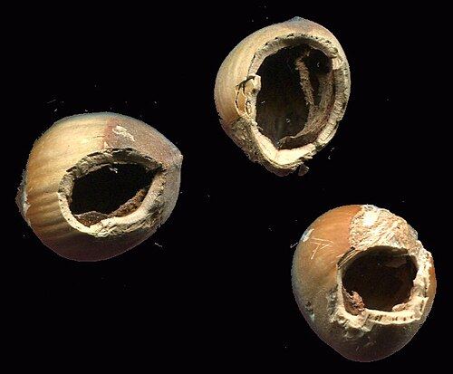 Three hazelnut shells with holes gnawed by a squirrel