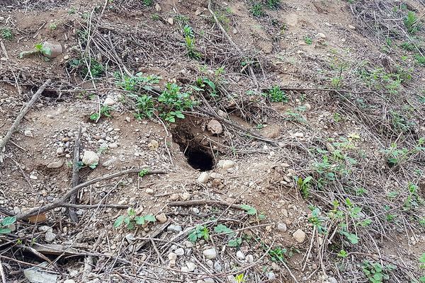 A small burrow hole dug into the ground in open woods