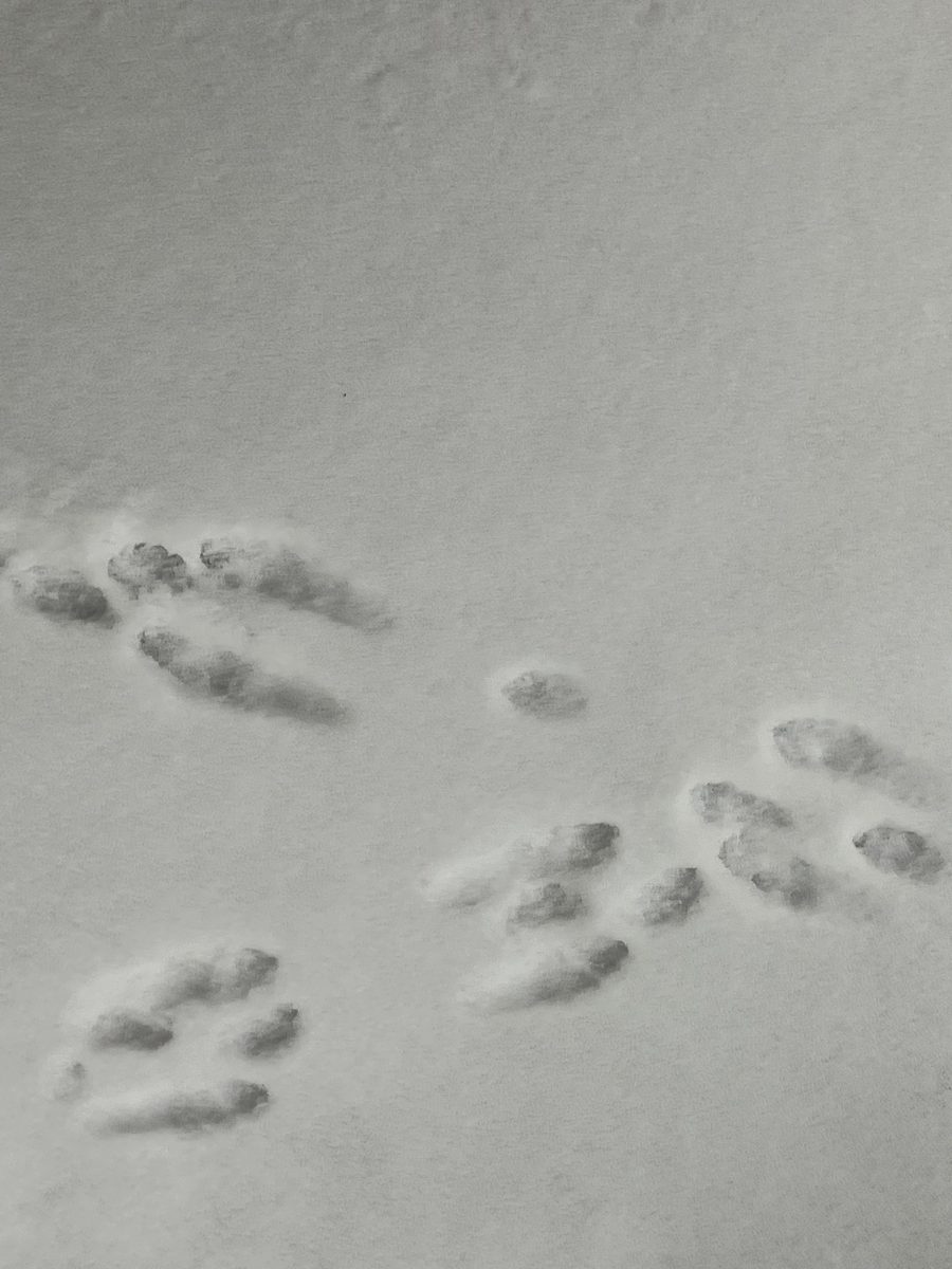 Rabbit tracks in snow