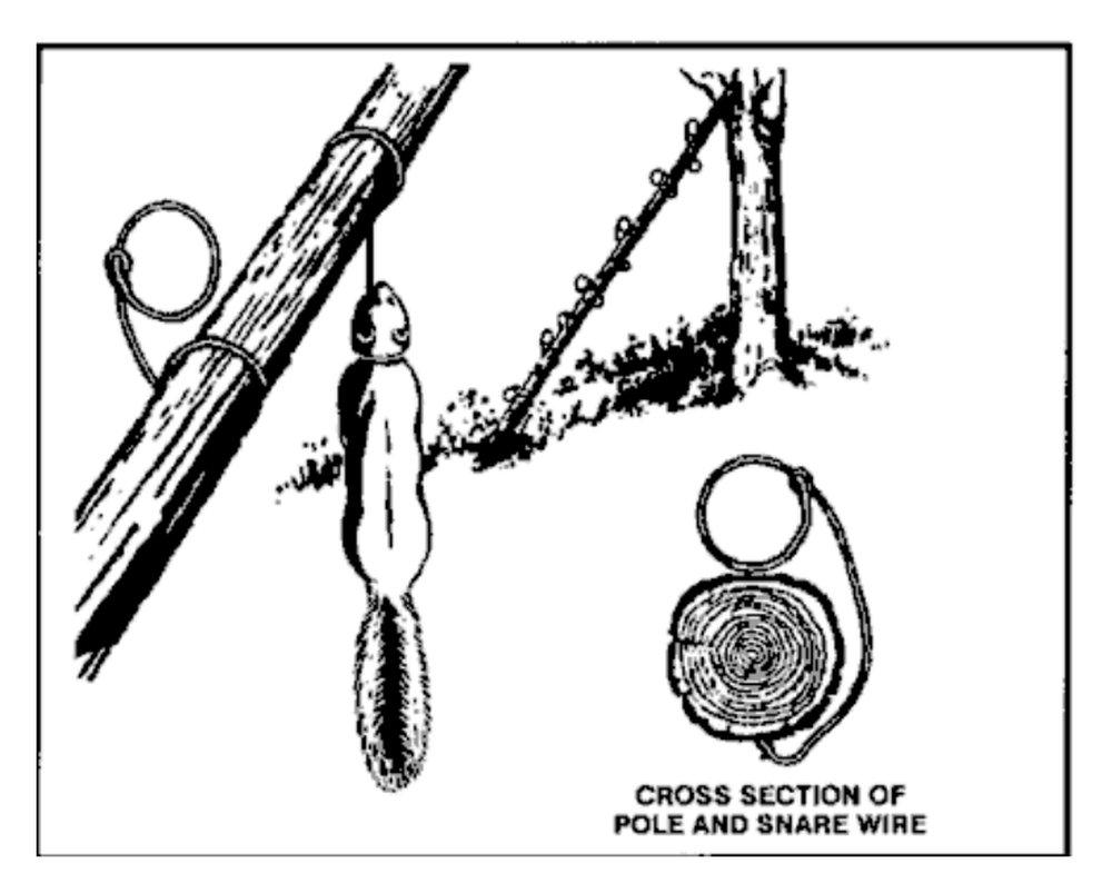 Drawing of a squirrel pole leaned on a tree with wire nooses