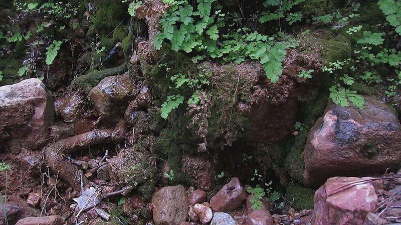 Bright green ferns growing around a seep spring among rocks