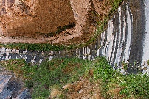 A band of green plants along a rock wall where water seeps out