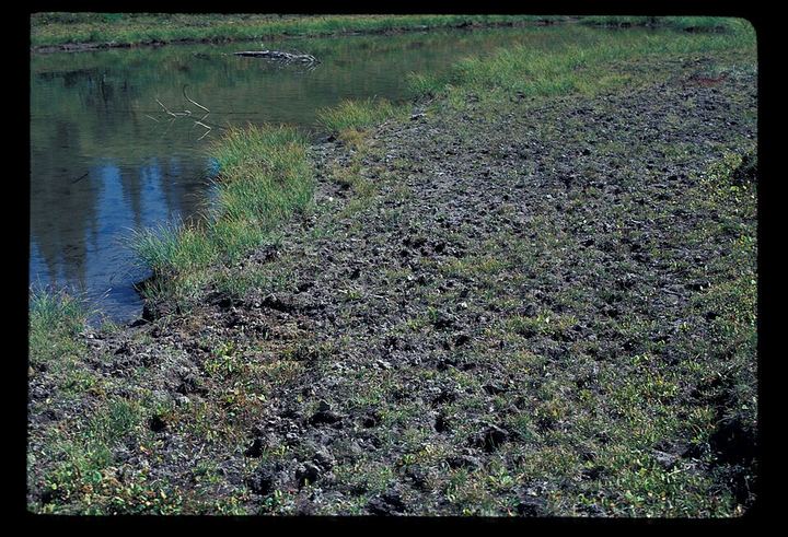 Hundreds of elk hoof prints in soft mud leading to a lake shore