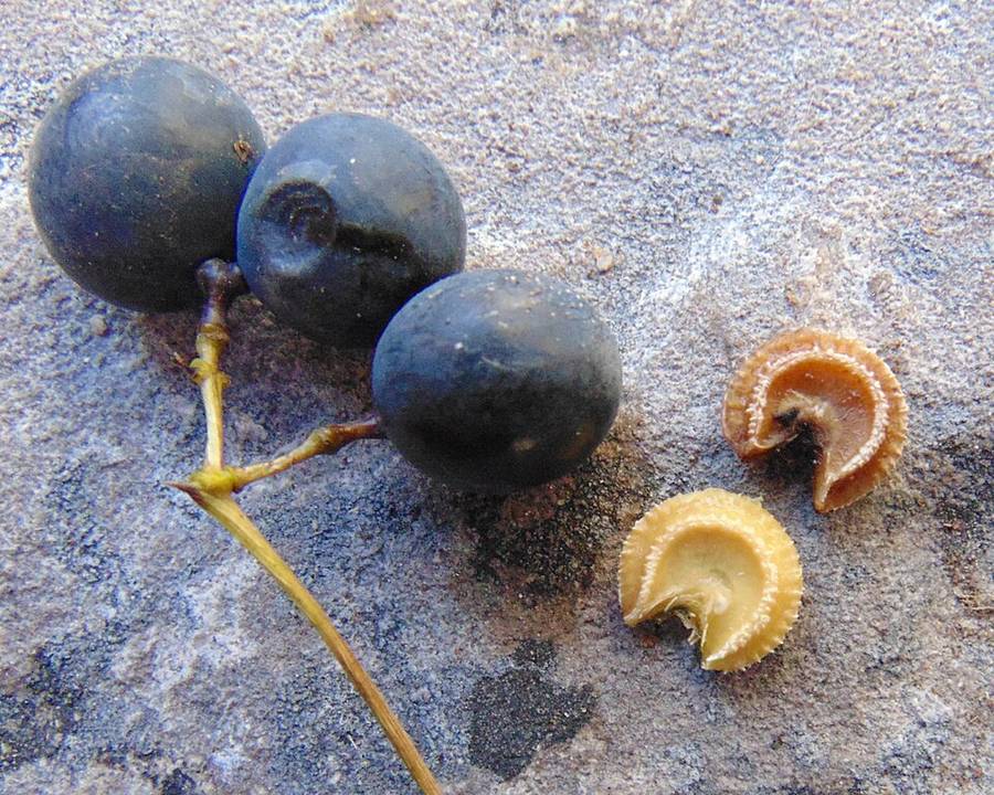 Moonseed fruits next to their curved, moon-shaped seeds