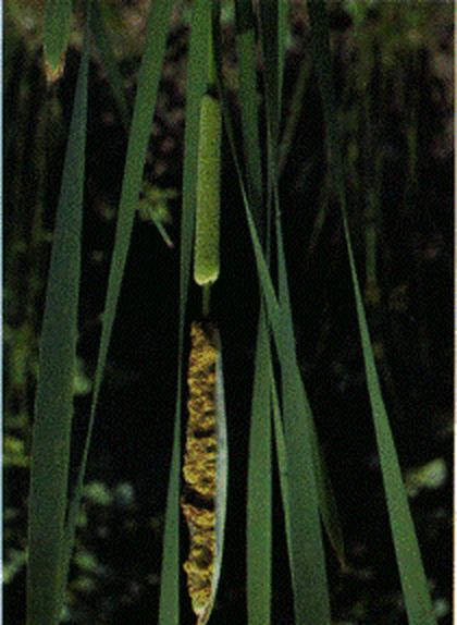 A green cattail head, with the pollen spike above it