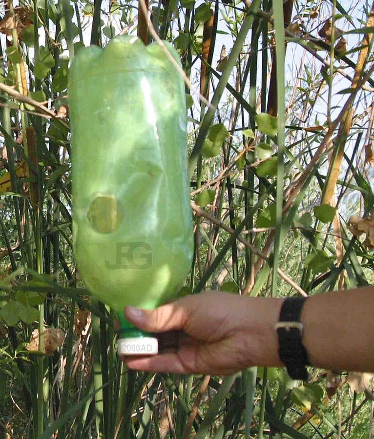 Shaking cattail pollen into a plastic bottle