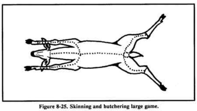 Drawing of a deer on its back with dotted lines showing where to cut the skin
