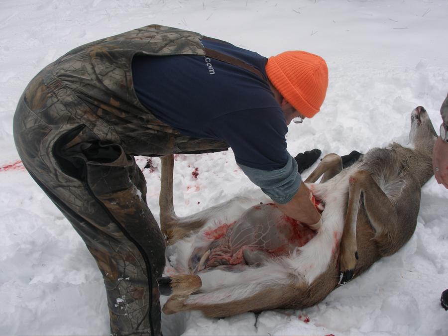 A hunter gutting a white-tailed deer in the woods