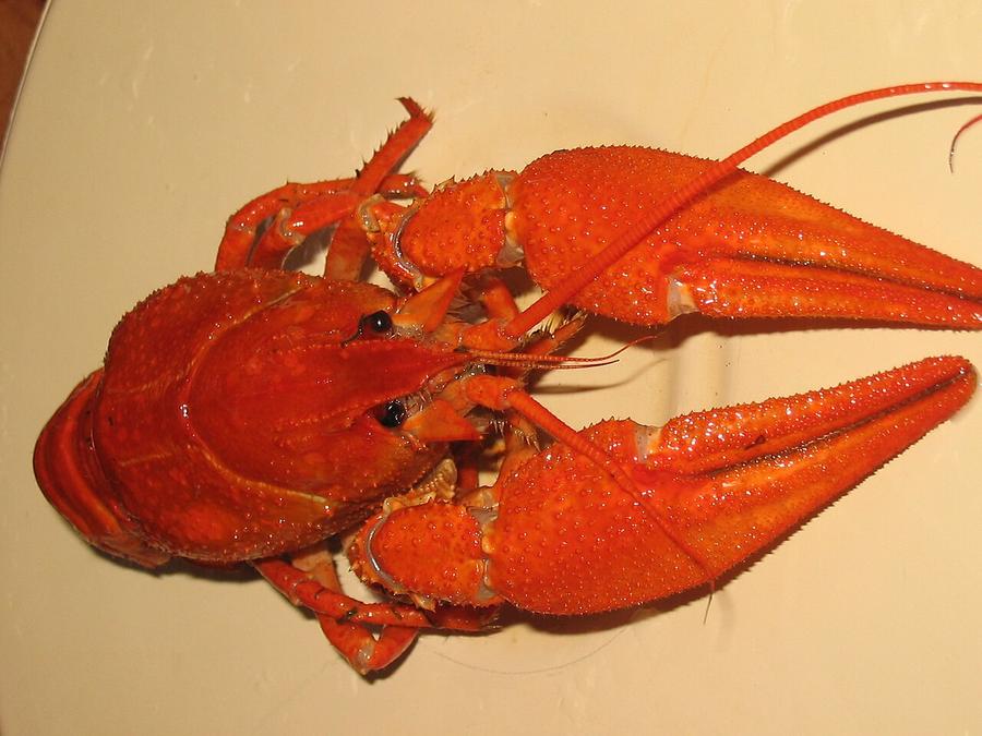 A boiled crayfish, bright red when done