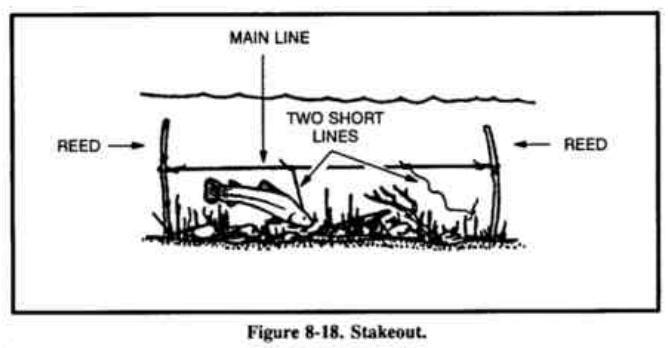 Drawing of a stakeout: two reeds, a main line under the surface and two short lines with a fish on one