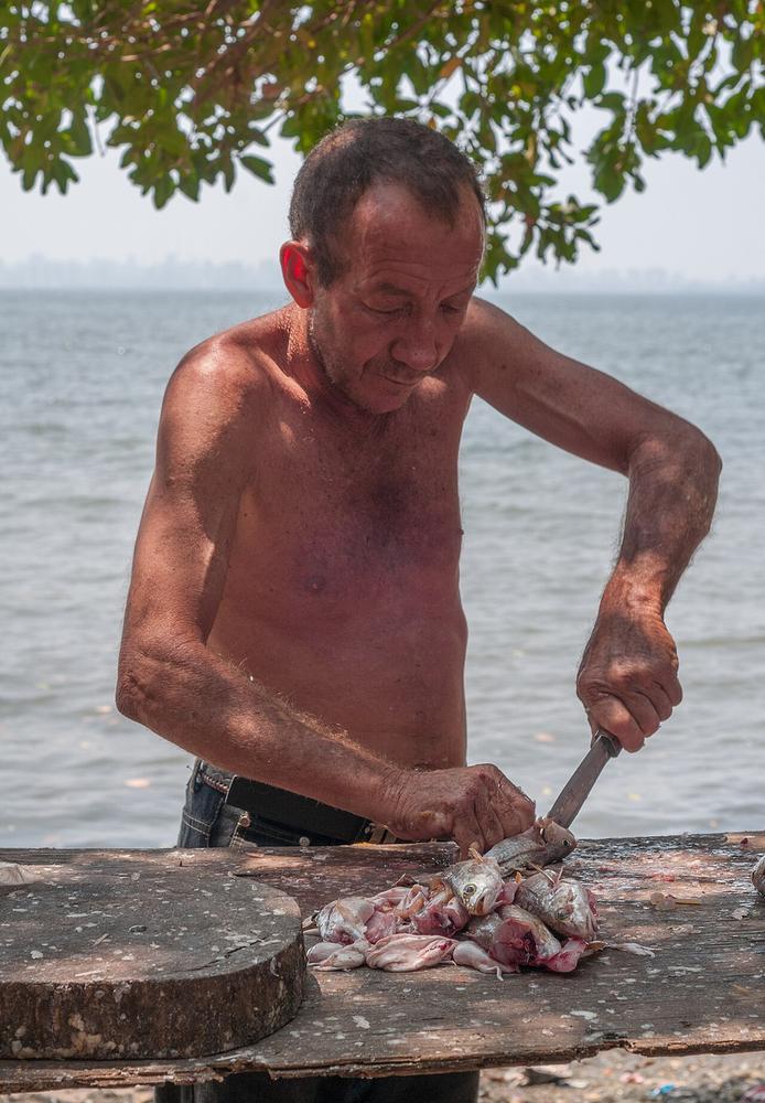 A fisherman cutting open a fish's belly to gut it
