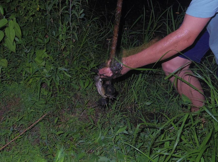 A bullfrog caught at night at the edge of a pond