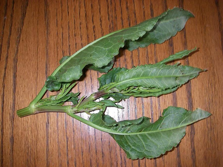 Young curly dock leaves