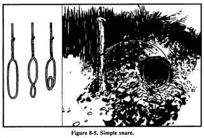 Drawing of wire snare loops, and a loop set over a den hole
