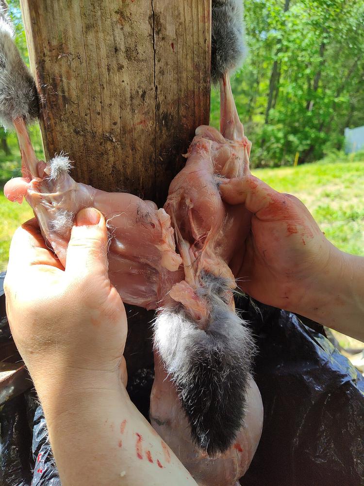 Splitting the bone between the back legs so the guts come out easily (shown on a rabbit)