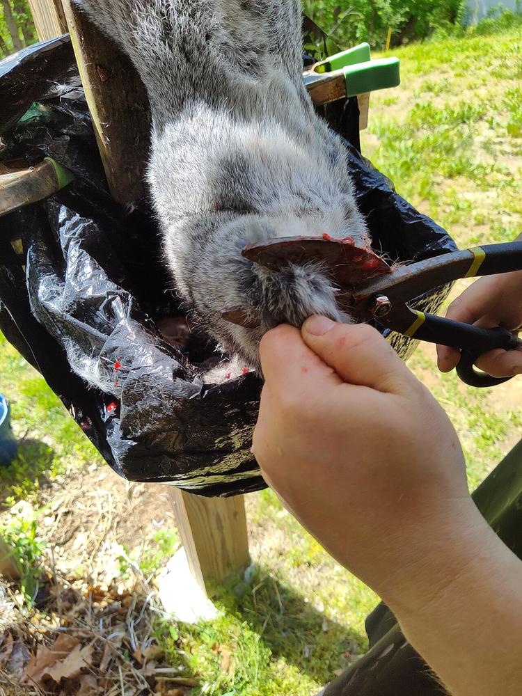 Cutting off the front feet with heavy shears (shown on a rabbit)