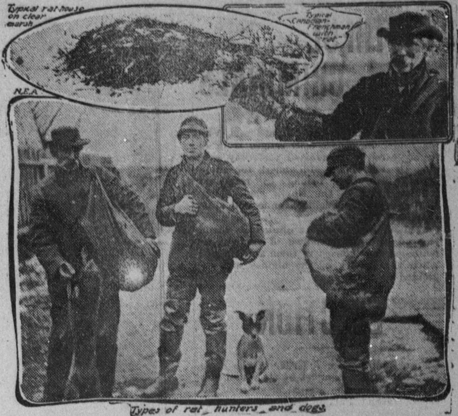 Old newspaper photos of muskrat hunters with their catch and a muskrat house