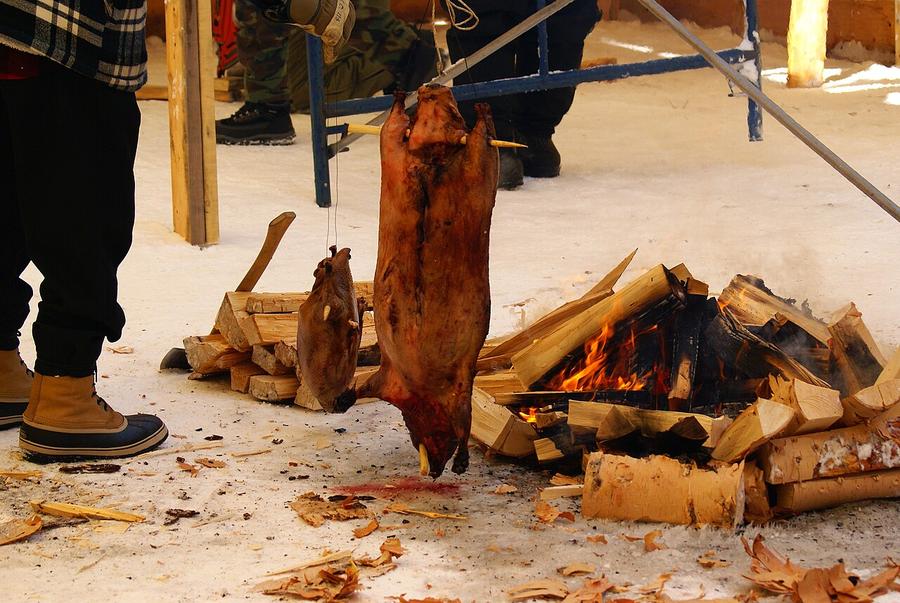 A whole skinned beaver hung beside an open fire to roast