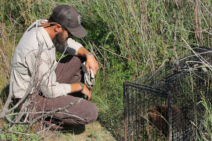 A wildlife worker beside a cage trap holding a young beaver