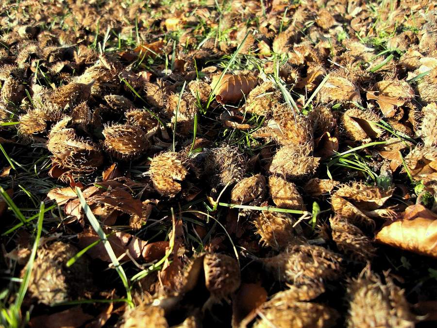 Opened beechnut husks lying in the grass under a beech tree