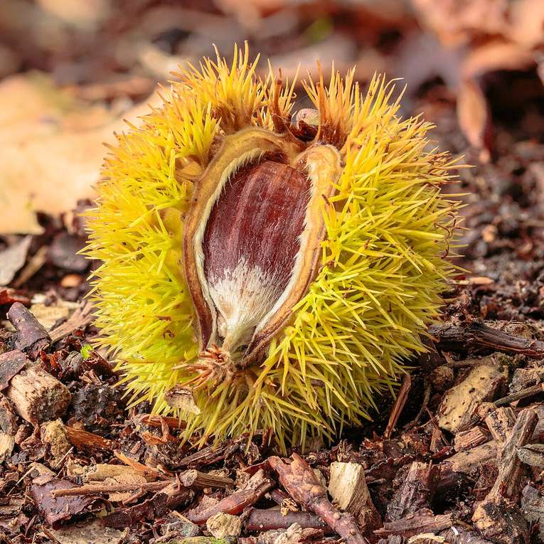 A spiny chestnut bur split open with a brown chestnut inside