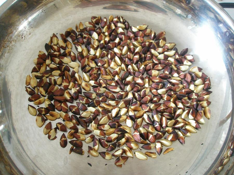 A pan of roasted beechnuts