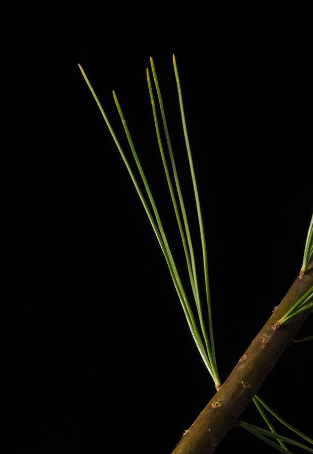 Eastern white pine needles in bundles of five