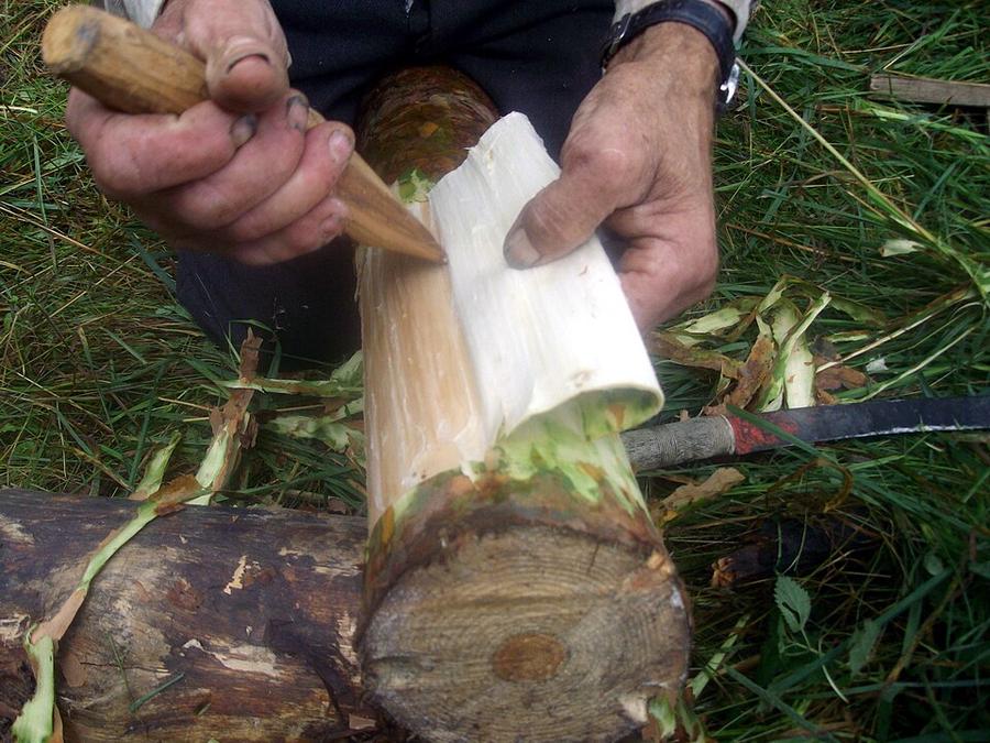 Peeling the soft, pale inner bark from a piece of pine